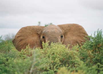 Maasai Mara Game Reserve