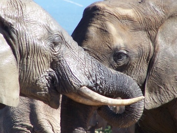 Kruger National Park