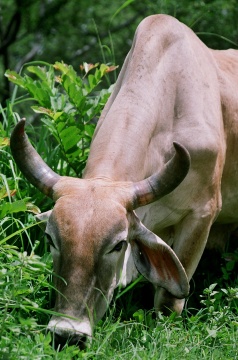 Nicaragua