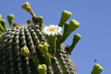 Tempe