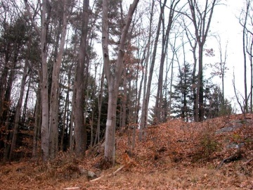 Cape Cod