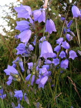 Estonia