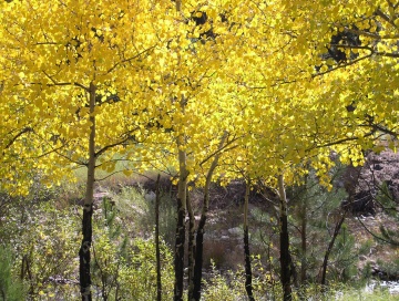 Colorado CO