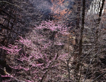 Tahlequah